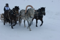 В Мезени проводятся соревнования конников на лошадях породы 